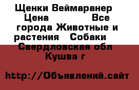 Щенки Веймаранер › Цена ­ 40 000 - Все города Животные и растения » Собаки   . Свердловская обл.,Кушва г.